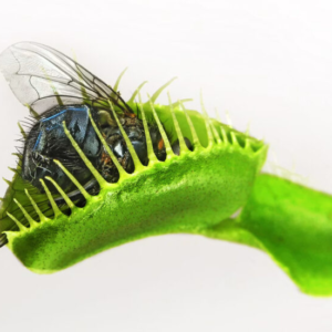 Girls Nature Workshop: How to Catch a Bug